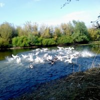 Лебеди и домашние гуси на реке :: Татьяна Королёва
