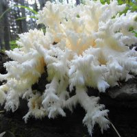 Коралловый гриб. :: nadyasilyuk Вознюк