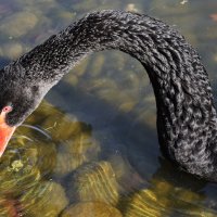Мой любимчик! Шея чёрного лебедя наиболее длинная среди лебедей, благодаря 32 шейным позвонкам :: Татьяна Помогалова