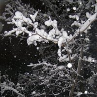 снегопад :: Анна Воробьева