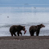 Медвежья рыбалка :: Александр Поборчий