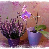 О нежной дружбе орхидеи и вереска :: Nina Yudicheva