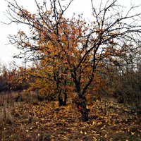 Осень :: Татьяна Королёва