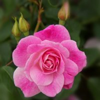 Почему так сладко пахнут розы? :: Наталья Соколова