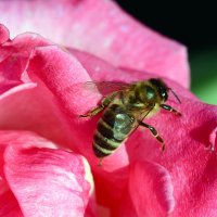 Пчела на розе :: Олег Шендерюк