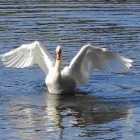 Лебеди на озере в парке :: Маргарита Батырева