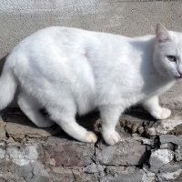 Белый кот , короткий хвост . :: Мила Бовкун