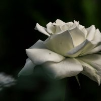 Белая роза :: Павел Руденко