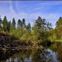 Река Саркойоки. Бобровая хатка. :: Владимир Ильич Батарин