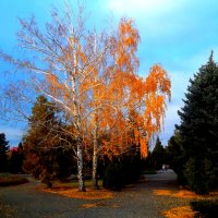 Осень в парке :: Татьяна Королёва