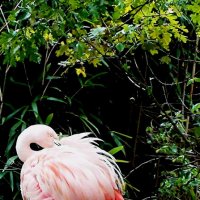 Flamingo :: Михаил Новиков