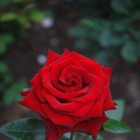 «…Не устаю я любоваться розой красной,Чудесной нежностью атласных лепестков,…» :: Андрей Нибылица