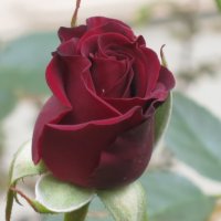 Осенние розы :: Светлана Казмина