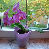 Орхидея :: Nina Yudicheva