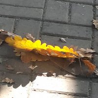 Осень на тротуаре :: Светлана 