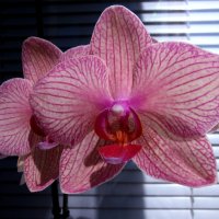 Орхидеи. :: Елена 