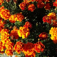 Солнечные цветы в октябре :: татьяна 