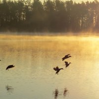 Золотое утро на озере Карась :: Ната Волга
