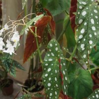 Бегония пятнистая (Begonia maculata) :: Елена Павлова (Смолова)