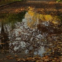 Осенний лист уже в воде :: Владимир Гилясев