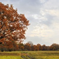 Осенние дубы на лугу :: Ирина Приходько