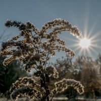 Морозное Утро :: Viktor Makarov
