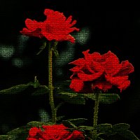 Розы :: Светлана 