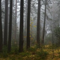Туман в лесу. :: Наталья 