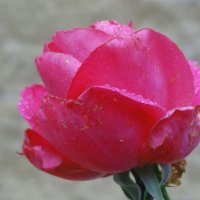 Прекрасны осенние розы... :: Тамара (st.tamara)