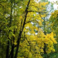 Осень в Александровском парке :: Наталия Короткова