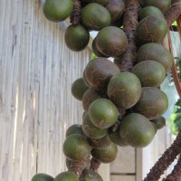 Плоды веерной пальмы :: Герович Лилия 