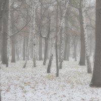 Густой туман, однако! :: Алексей Батькович