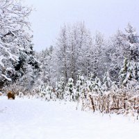 А просто выпал снег.. :: Галина Полина