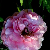 Ах. эта роза с капельками слёз - создание нежнейшее природы... :: Светлана Петошина