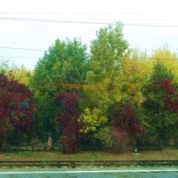 Осень из окна поезда :: татьяна 