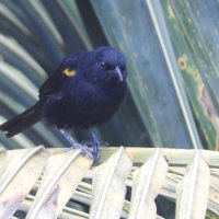 Yellow-winged blackbird :: чудинова ольга 