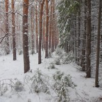 Морозный лес...В парадном одеянье деревья-мумии, деревья-изваянья... :: Елена Ярова