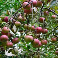 Урожайный яблочный год :: Александр Стариков