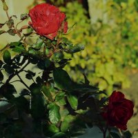 ноябрьские розы :: Ксения Забара