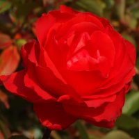 Осенняя роза... :: Тамара (st.tamara)