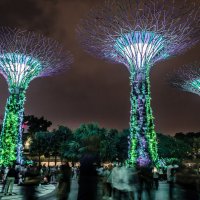 Supertree Grove, Сингапур. :: Edward J.Berelet