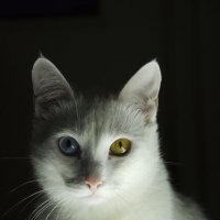 Портрет кота :: Виктория Большагина