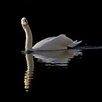 Там лебедь белая плывёт :: Alexander Andronik