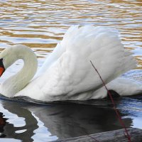 Лебеди на озере :: Маргарита Батырева