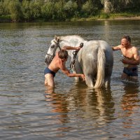 Купание серого коня :: Ольга 