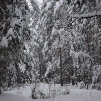 Снежный пейзаж :: Артём Глушко