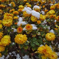 Хризантемы в снегу :: Александр Волков