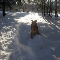 Прогулка в зимнем лесу. :: Андрей 