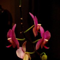 Ночная орхидея :: Сергей Карачин