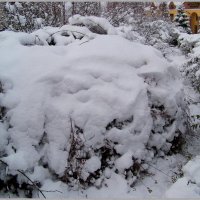 Снежный ком...на кустах...:) :: Любовь К.